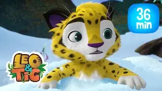 Leo & Tig - Um velho amigo e mais episódios completos  | Desenho infantil 🐯🦁