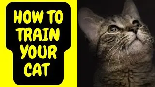 How to Train Your Cat | The Best Way to House Train Your Cat