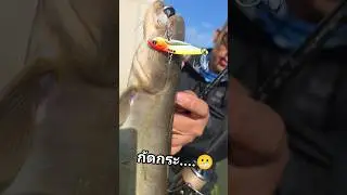 ผิดคิว มาตกปลาดาบ แต่มีหนวดเฉย #กระดี่เวลล่า Vella 15g #Linesystem PE #amurcatfish #ปลาดุก