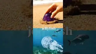 Sea Animal Names for Kids 🌊🐬 | Learn Jellyfish, Dolphin, Seahorse, Shark & Whale | Toddlers & Babies