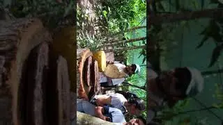 Lepid&oacute;ptero