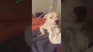 This dog cursed at his owner 😭