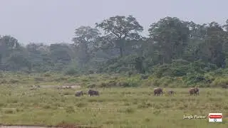 Elephants Herd during monsoon. 