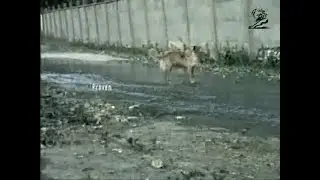 MICHELIN Listen to the experts dogs 30-second commercial (Chile, 2000)