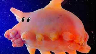 fishermen catch fish sea animals, shellfish, crabs, octopus in the sea simple tools - tik tok ##2