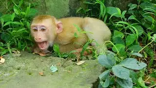 New abandoned monkey crying refuse to release him with Sovana group, LISA rejected new abandoned boy