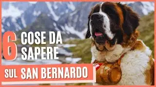 Scopri perché il San Bernardo è il cane perfetto per la famiglia!