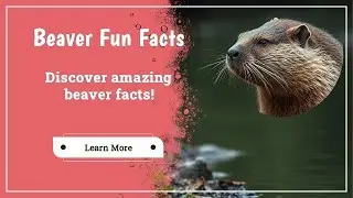 5 Fun Facts About Beavers