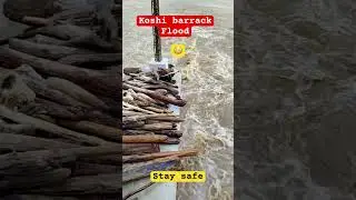 Danger flood in koshi river||#flood #koshiriver #reels #youtubeshorts #shorts #avashzha #viralshorts
