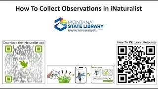 iNaturalist собирает наблюдения