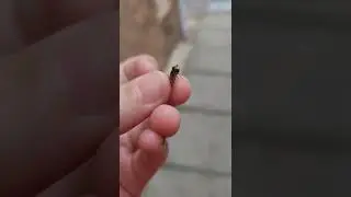 I caught a hover fly this is the noise it makes....🕴🪰 #shortsyoutube