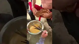 How to Getting Fish Sperm of Pangasius