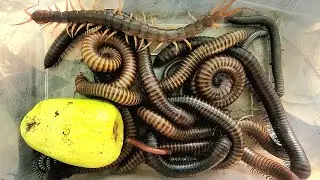 Wow I Catch The 1 big Centipede Giant Millipede white millipede red Millipede bIack millipede