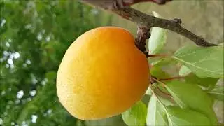 MUZICA RELAXANTA FRUCTE DIN LIVADA 2022