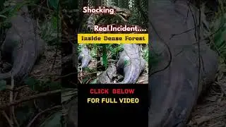 Giant Snake Attack in Dense Forest 🐍 | A Shocking Real Incident from the Wild