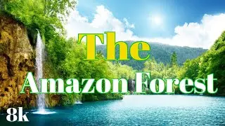 The Amazon Forest II Amazing forest ll Nature