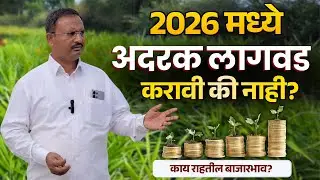 2026 मध्ये आले लागवड करावी की नाही?
