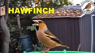 Hawfinch Morning Song 🌿 Relaxing Bird Sounds for Cat & Nature Lovers @BackyardBirdsofYorkshire