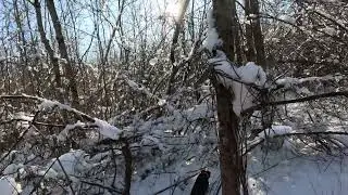 Lov na divlje svinje-Psi u akciji a, divlja svinja u blizini!