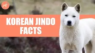 Korean Jindo Dog Breed: 10 Amazing Facts You Must Know