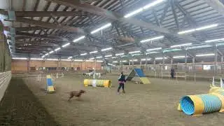 Paris' Redbone Coonhound Agility Practice - 11.18.25  full course
