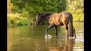 Pferdeshooting am Wasser