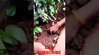 planting of lemon tree and all services for graden available contact no 9881300965 or 7972375149