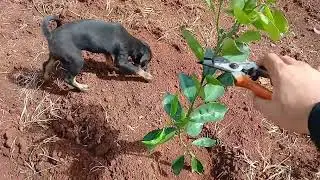 Realizei a poda das mudas de laranja, mexerica e limão! Primeira poda para formação da copa.