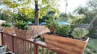 Seasonal fall container plantings with Encore Azaleas, Better Boxwoods + mums!