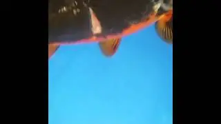 Koi Wound Prior To Treatment