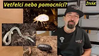 |WORMÁK| Život v pozadí: Kdo další obývá váš vermikompostér? - ŽIVÁK