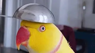 Parrot who feared touch now demands shoulder time all day