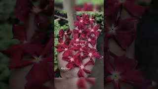 Imported vinca seeds #Available for sale#whats app 8848666144 for orders#Location kerala.