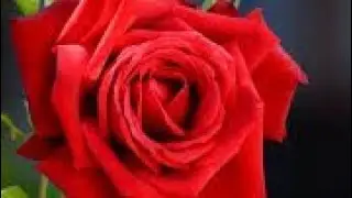 A Red Red Rose by Robert Burns(Summary,Themes,diction)