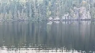 Wabakimi Bull Moose -Cliff Lake 