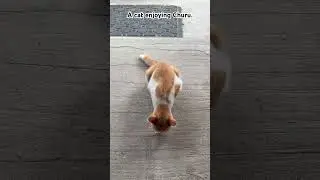 A cat enjoying Churu. #cat #enjoying #Churu #Eat #eating #thecat