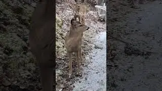 Deer peek around corner of house @deerinnature9611