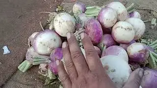 Pakistan Sabji mandi ||Tomato price today ||Gud Pur Mandi 🍅🌶🌽🍆🍌