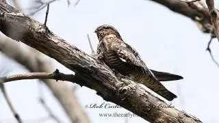 COMMON NIGHTHAWK stirring.  Chordeiles minor
