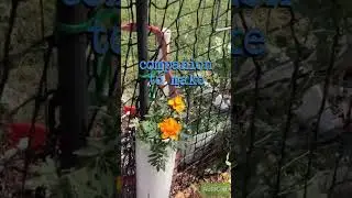 companion planting-marigolds and squash #zone8a #weirdcontainergrowing23