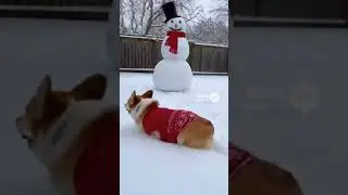 Corgi Gets Chased by a Snowman 😂❄️🐾 | Winter Chaos