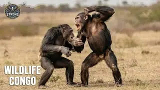 Congo Wilderness | The Battleground for Wildlife Survival - Animal Documentary