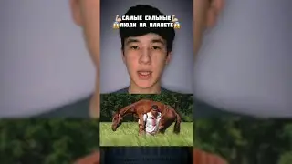 Силач поднимает лошадь!😱 #shorts