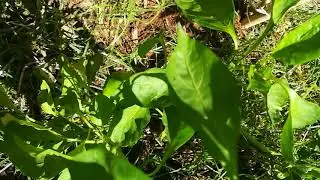 Pomodoro san Marzano incrocio causuale con peperone corno di toro, possibile?