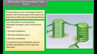 Ch 13 - Photosynthesis in Higher Plants | Where does Photosynthesis take place