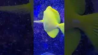 Colorful aquarium fish. Maui Ocean Center , Hawaii