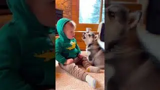 Baby Learns to Howl with Husky Puppy! 🐺