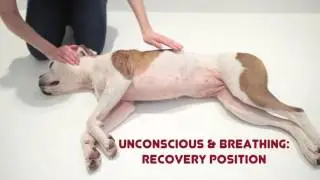 Unconscious Dog: How to Help