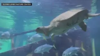 Dozens of rescued sea turtles in need of new home after nonprofit pulls out