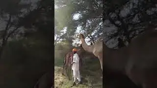 Rebari